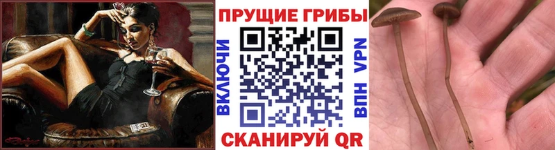 Псилоцибиновые грибы мицелий  Хотьково 